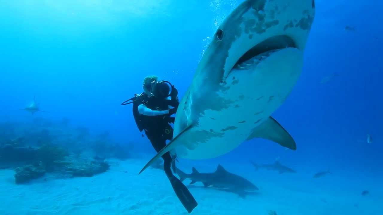 Ocean Ramsey dives with Sharks for Conservation. Water Inspired Music: 