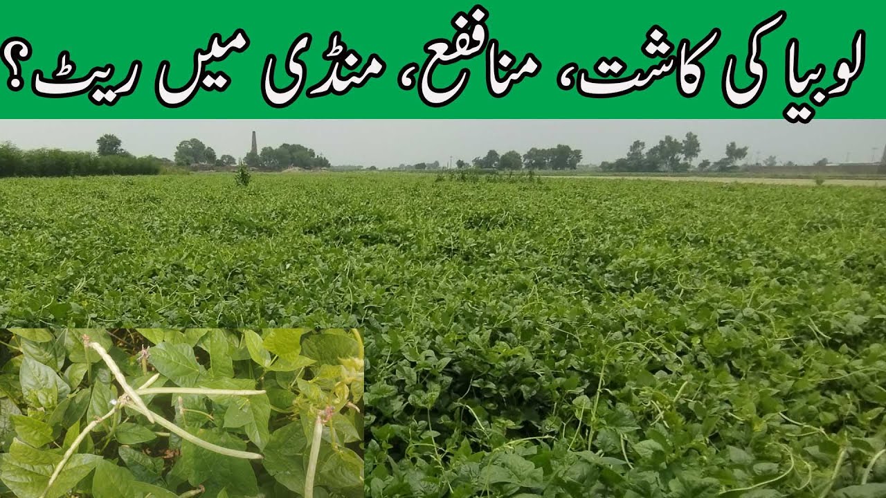 لوبیا کی فصل منافہ بخش پیداوار زیادہ|How to get more profit from Lobia been crop | How to grow lobia