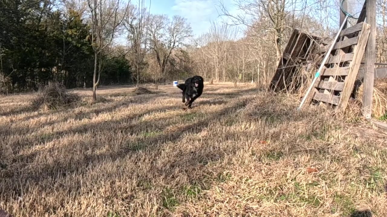 Dog Running at Slow Motion