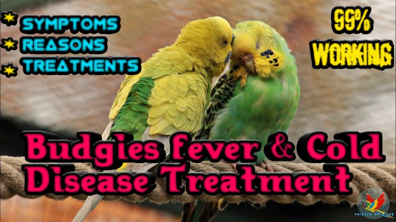 Budgies fever and cold disease treatment / budgies disease / budgies fever and cold disease tamil /
