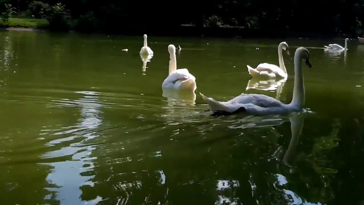 Lac Daumesnil in Bois de Vincennes Paris