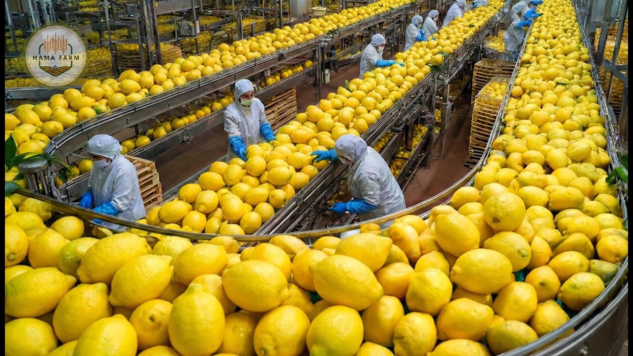 How Millions of Lemons Are Processed This Way – Modern Factory Methods