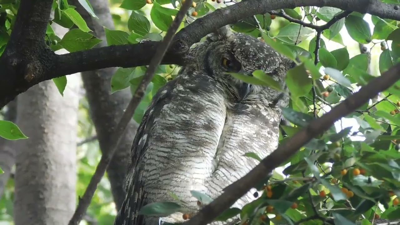 Stunning Close Up of Mother Owl 🦉🌿 Quiet Strength in the Tree