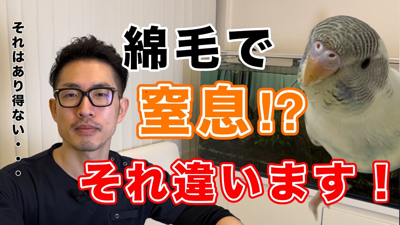 【質問コーナー】 PBFD陰転したのにPBFDのような症状が…再発？セキセイインコさんが自分の綿毛で窒息する...対策は？コザクラインコさんの食欲と体重が減った...などにお答えしました！