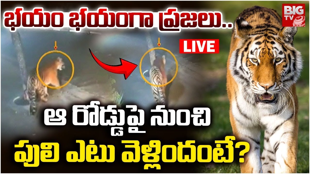 Tiger Hulchul In East Godavari District | భయం భయంగా ప్రజలు..ఆ రోడ్డుపై నుంచి పులి ఎటు వెళ్లిందంటే?