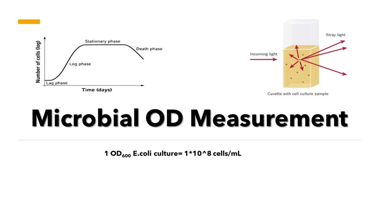 Microbial OD600 Measurement - Optical Density Measurement Principle and Method