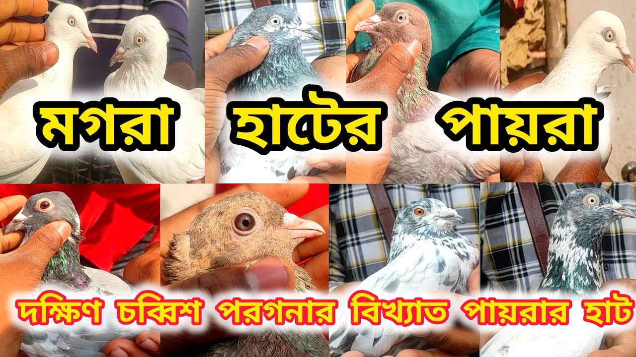 মগরা হাটের পায়রা। ভালোবাসার মাসে কেমন চলছে হাট?। মাদ্রাস পায়রা মাত্র 300 করে।@pigeonsloverrj9600