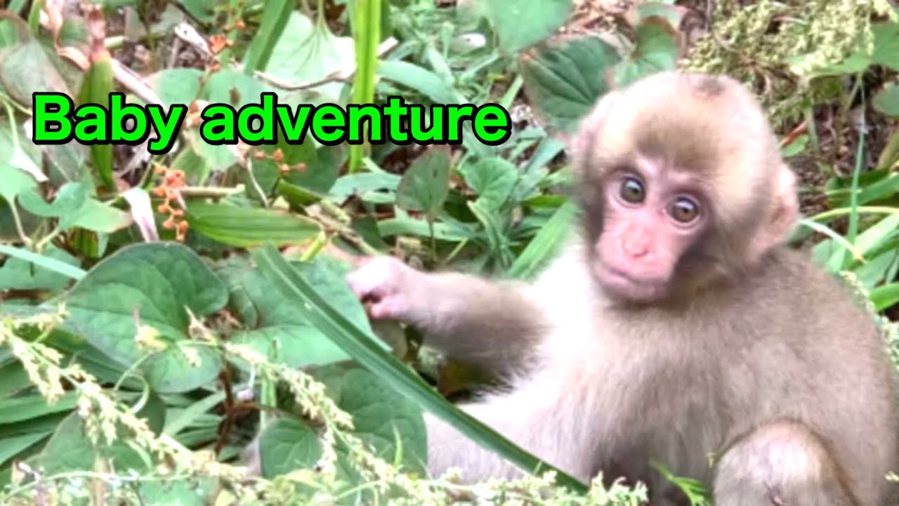 【SNOW  MONKEYS】211 ( baby adventure) jigokudani monkey park korakukan  snowmonkey baby daily life