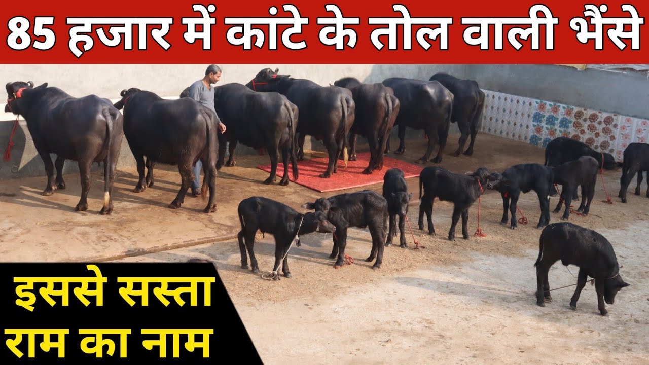 85 हजार में कांटे के तोल वाली भैंसे || Kuldeep Dairy Farm Hisar (9992622491)