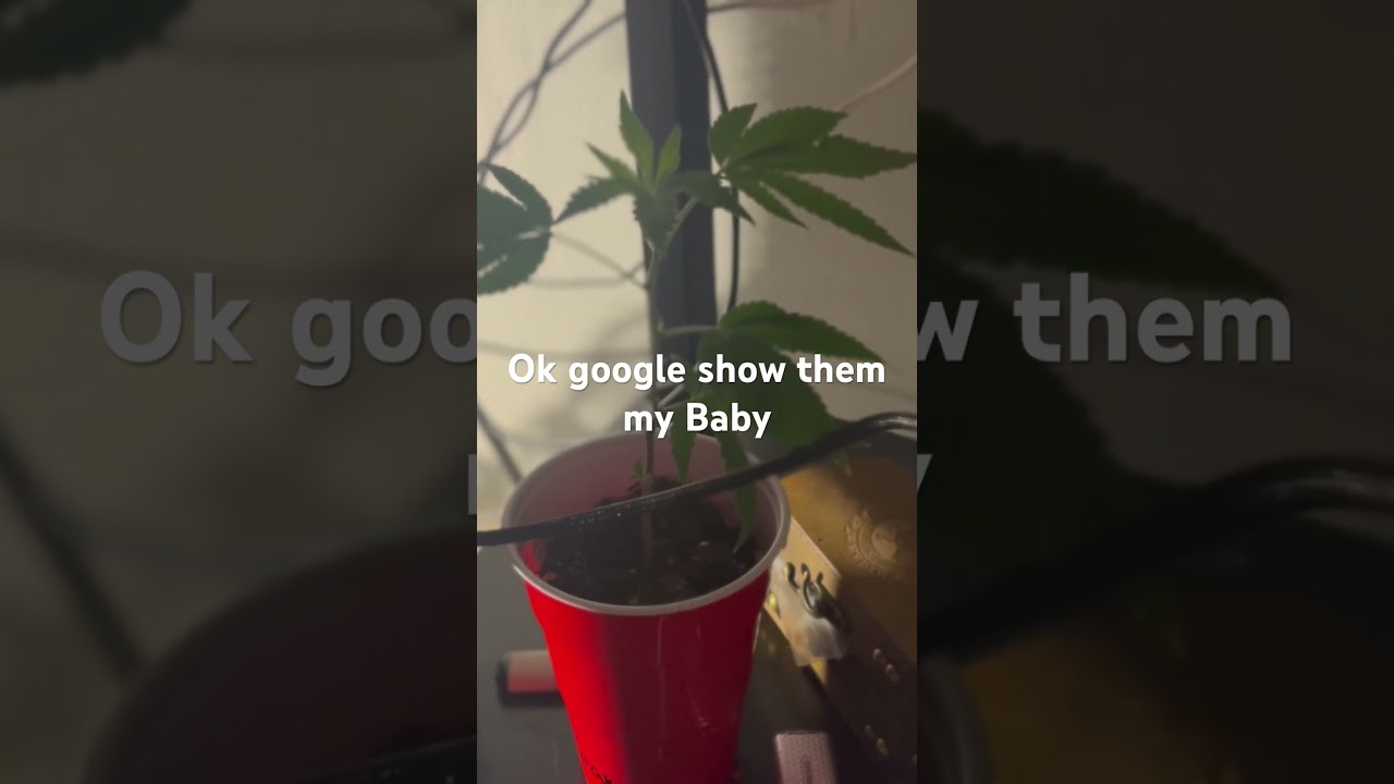 Ok google show the my Baby #weed#smoke#grow#