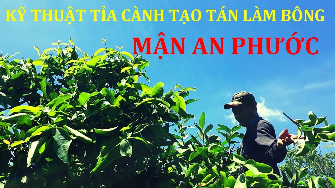 Hướng Dẫn Tỉa Cành Tạo Tán Chuẩn Bị Làm Bông Cây Mận An Phước