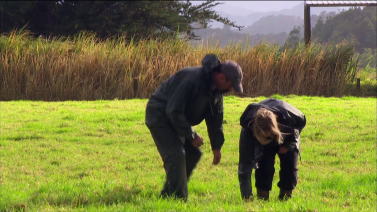 Optimising Pasture for Dairying in Northland