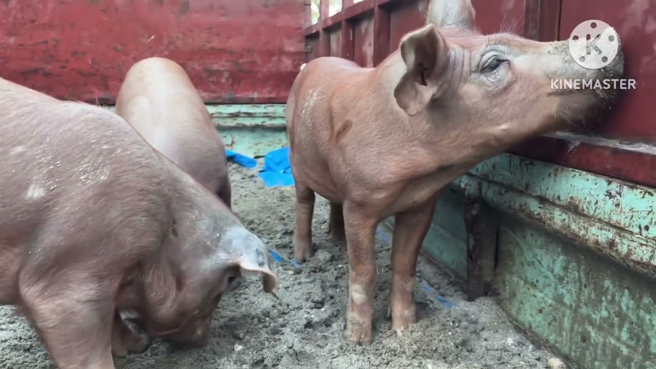 Duroc pure breed way to Dimapur (delivered to Nagaland)