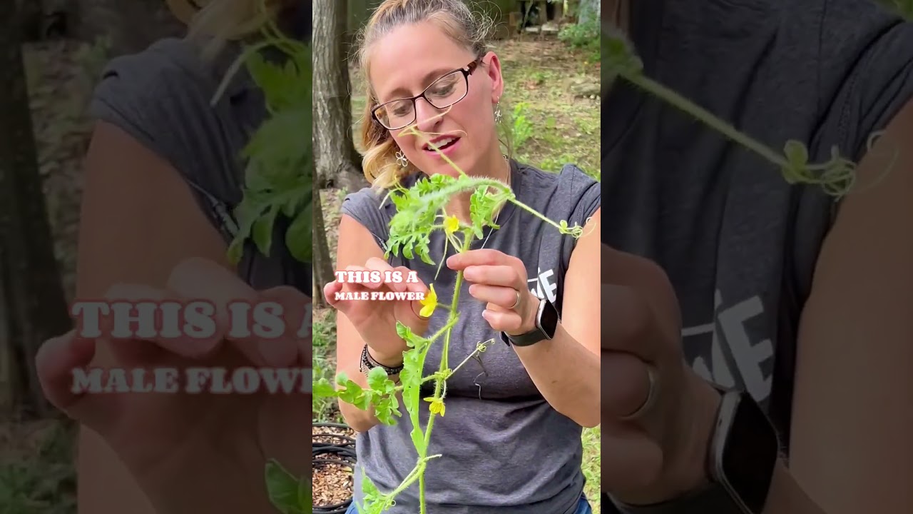 How to Pollinate Watermelon 😊 🍉 #gardeningtips #gardentips #shortsvideo