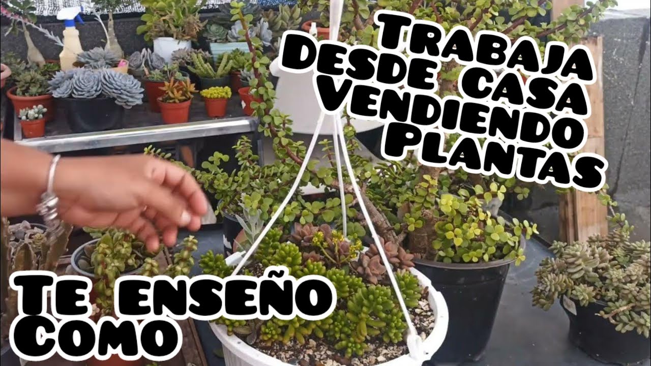 GANA DINERO DESDE CASA,SIN INVERTIR , EMPRENDE VENDIENDO PLANTAS