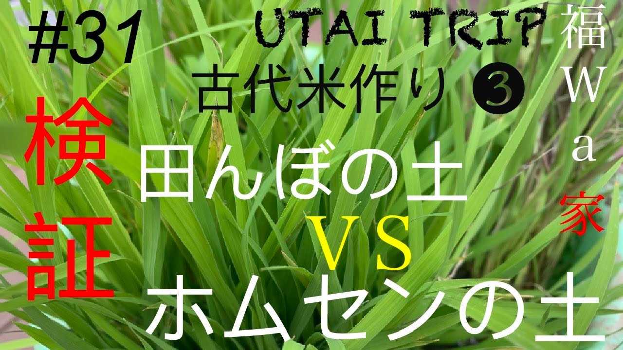 ＃３１  UTAI TRIP 福wa家13 庭で古代米 初めての米作り ❸田んぼの土ＶＳホームセンターの土