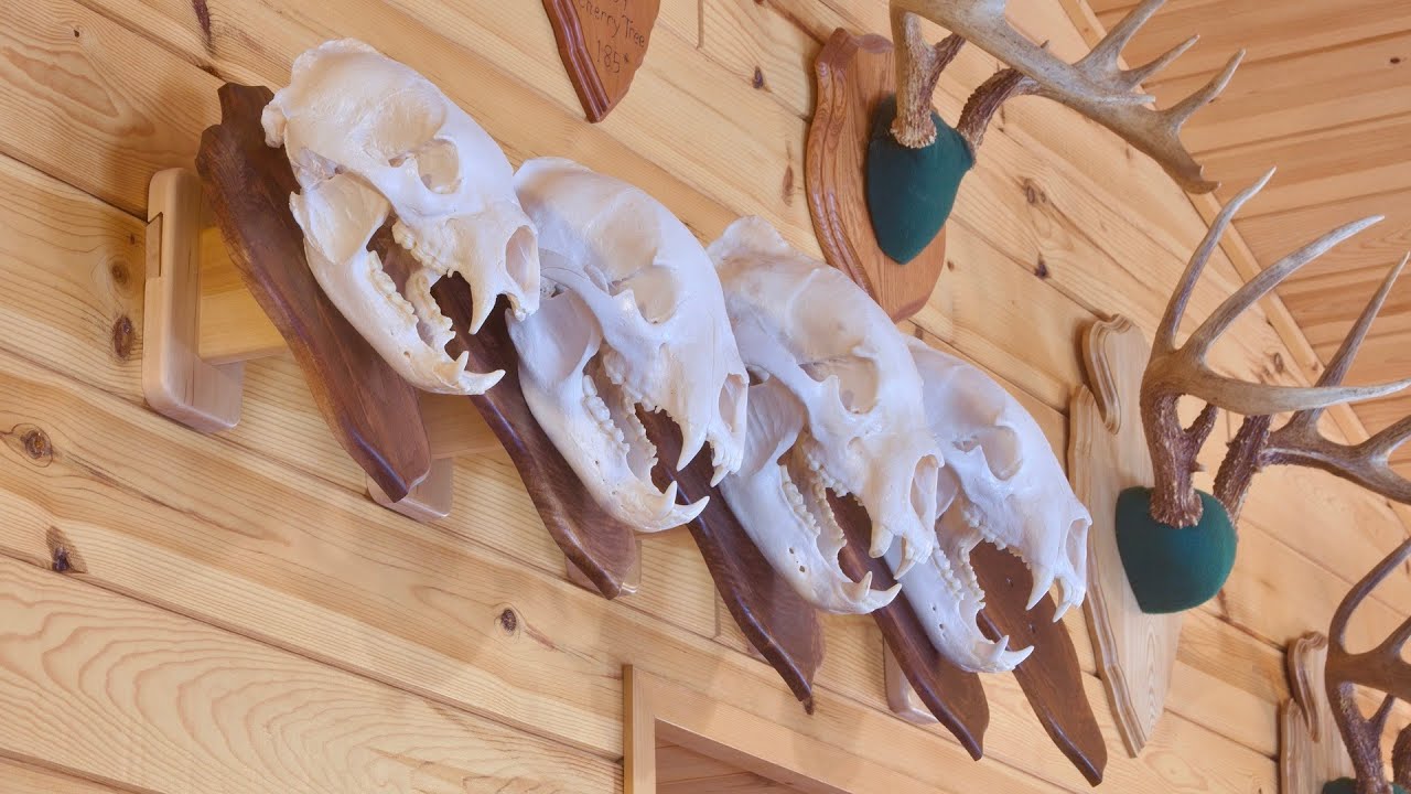 Figured Walnut Bear Skull Plaques | Fine Woodworking meets Taxidermy