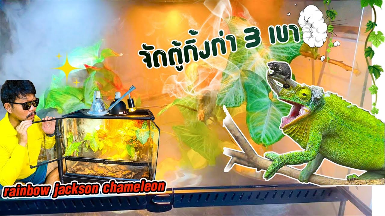 จัดตู้กิ้งก่ามีเขา เรนโบว์แจ็คสันคาเมเลี่ยน rainbow  jackson chameleon.
