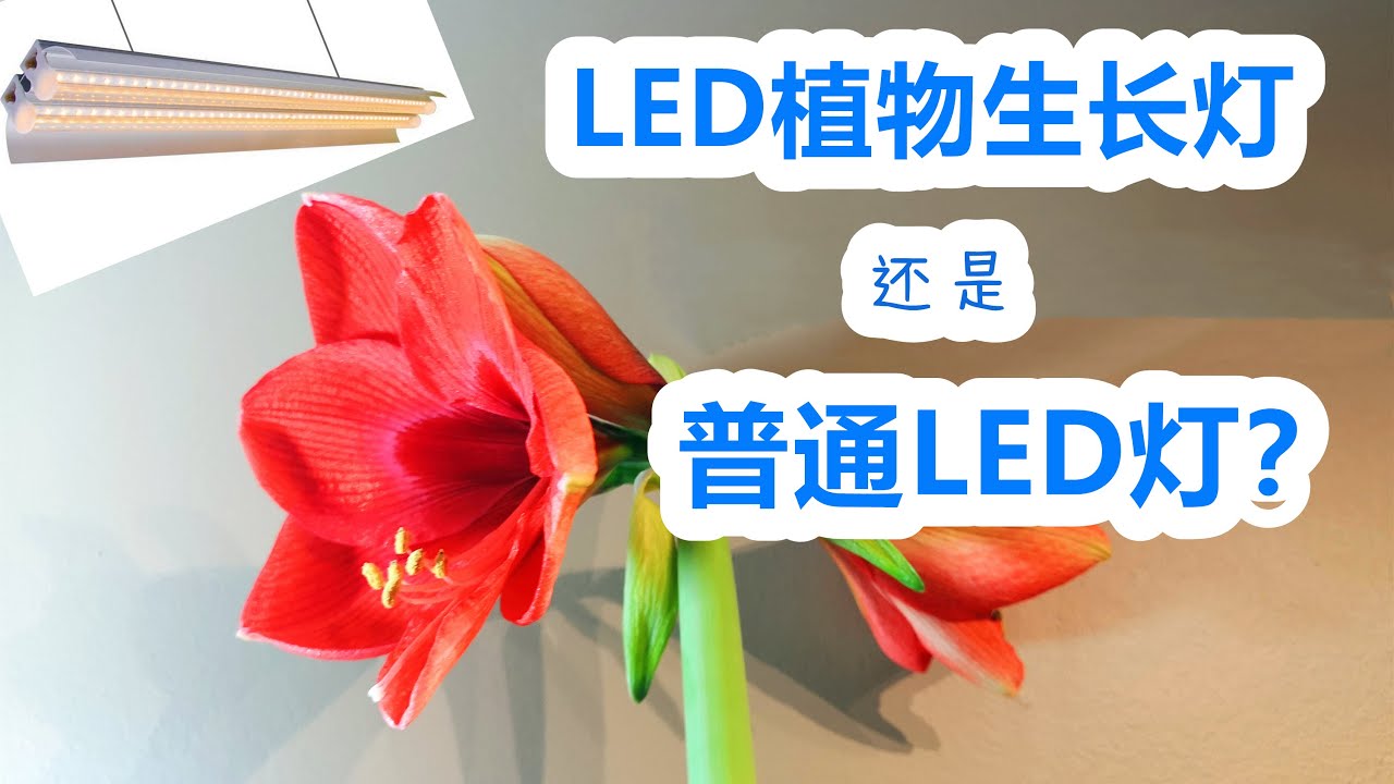 如何选择LED植物生长灯/补光灯/育苗灯💡跟这个博主一起钻牛角尖💡冬季北方室内植物小助手💡常见问题解析