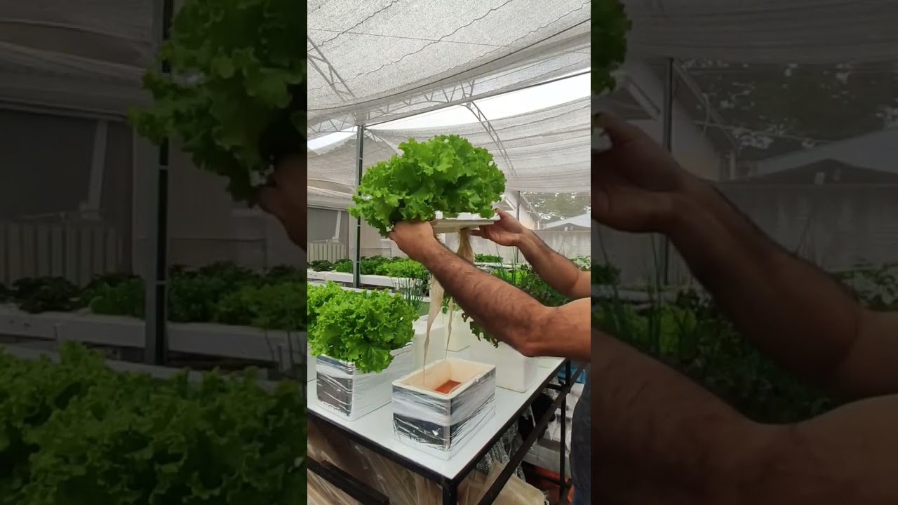 M&eacute;todo Kratky sempre surpreendendo 🌱😃💧