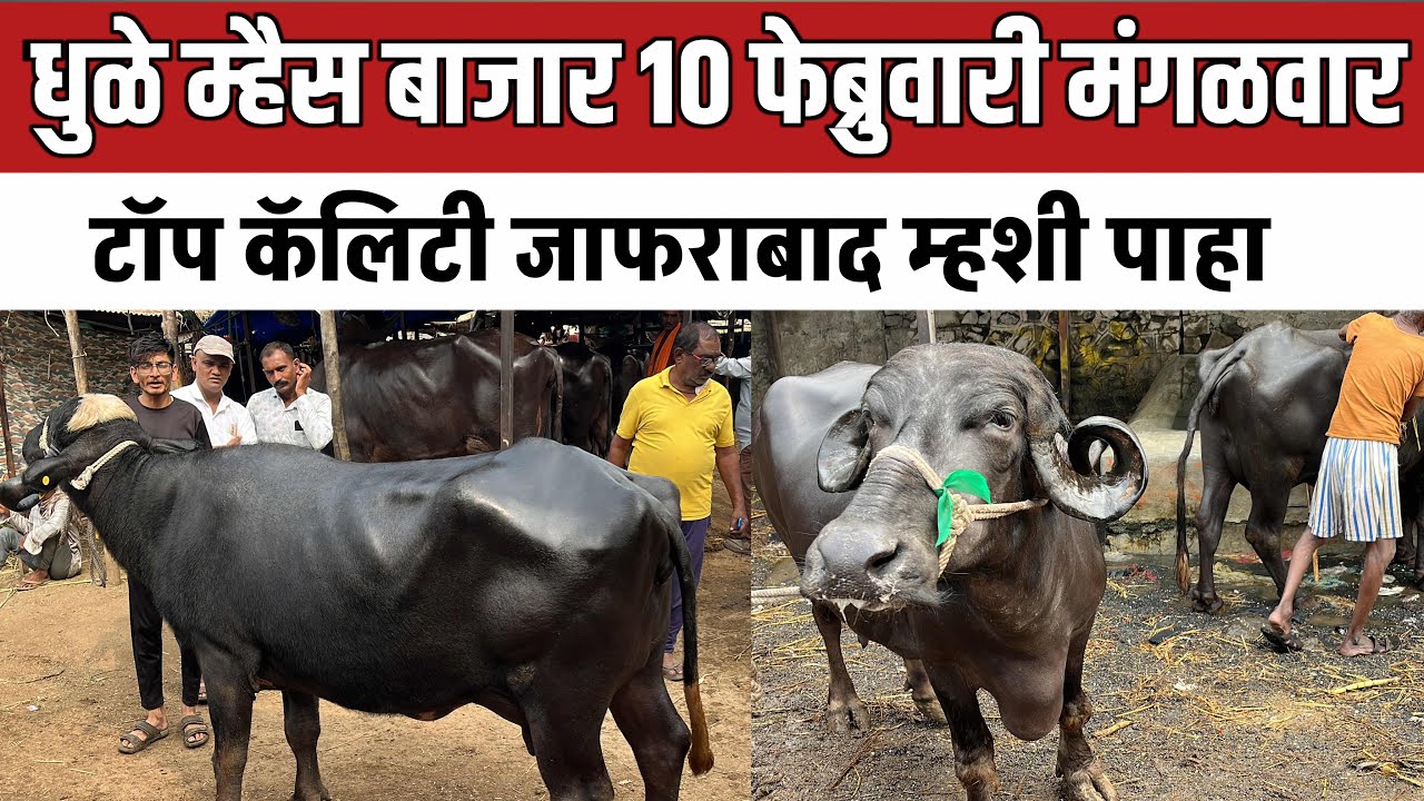 धुळे म्हैस बाजार 🛑 10 जानेवारी | दावणीचा म्हशी पाहा | जाफराबाद म्हैस बाजार 
