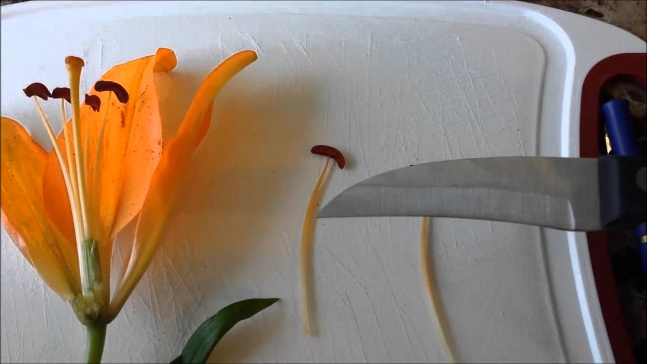 Flower Dissection