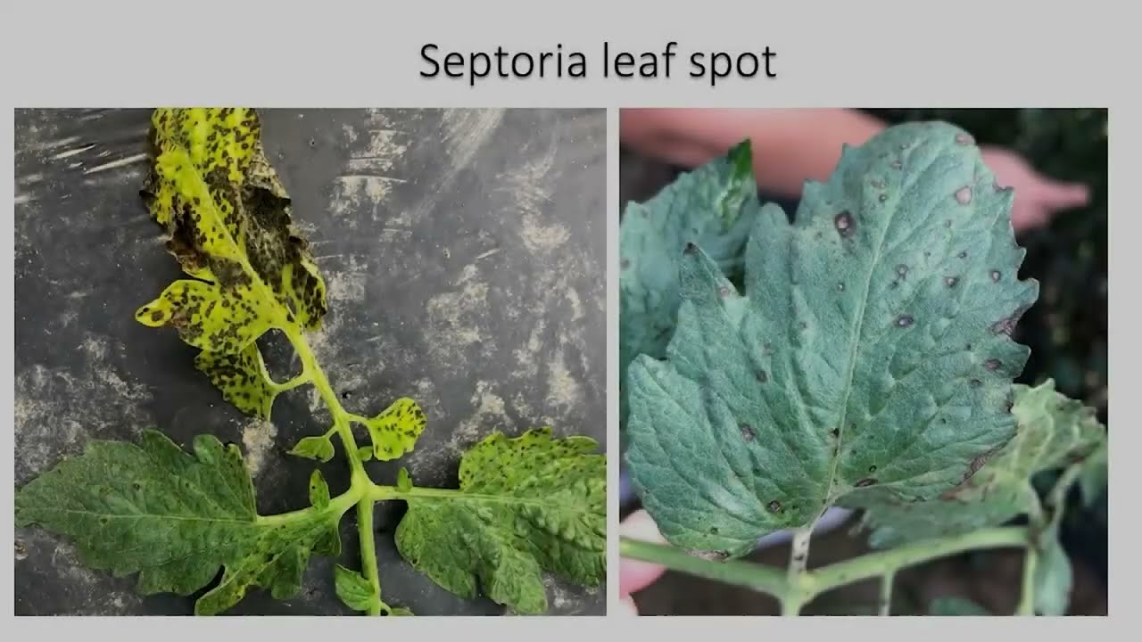 Identification of Septoria leaf spot of tomato