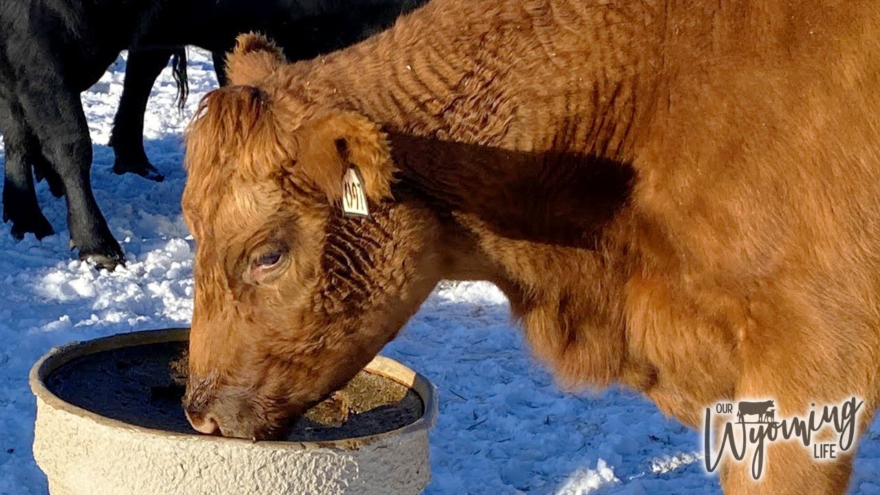 A Lack of Minerals can be Deadly To Cows and What We Do To Fix That