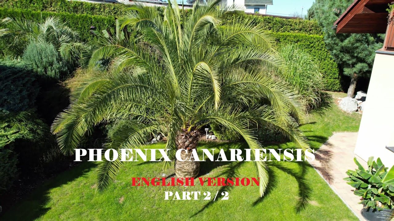 Palmy a Zahrady - PHOENIX CANARIENSIS FROM A TO Z - ENG. - NEXT LEVEL EXOTIC GARDENING - 29.8.9.2025