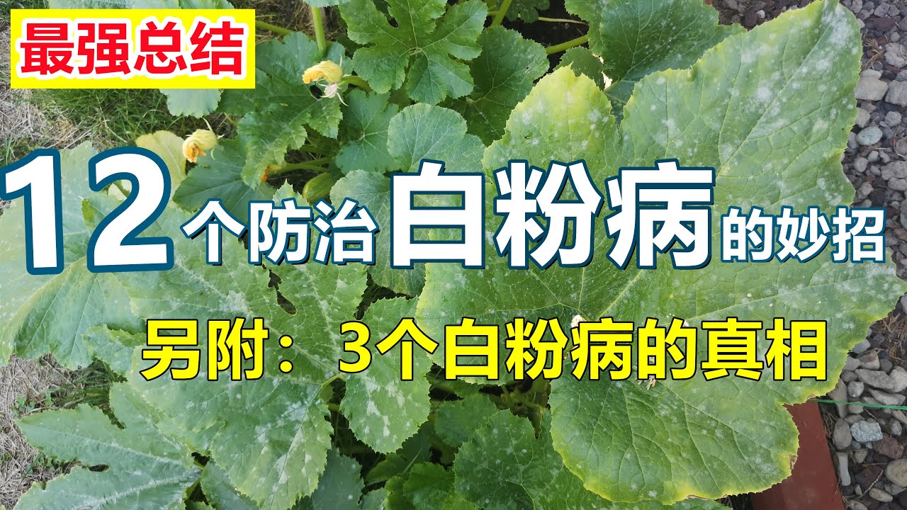 12个白粉病的防治方法, 小苏打杀菌剂配方, 全面了解白粉病 Baking soda for Powdery mildew