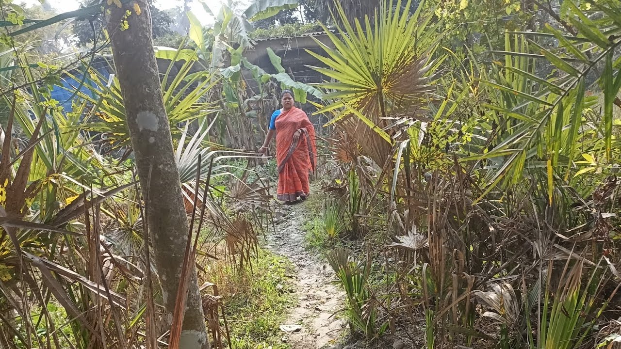 কড়াইশুঁটি গাছের ইউনিক রেসিপি ।। green peace tree recipe ।।