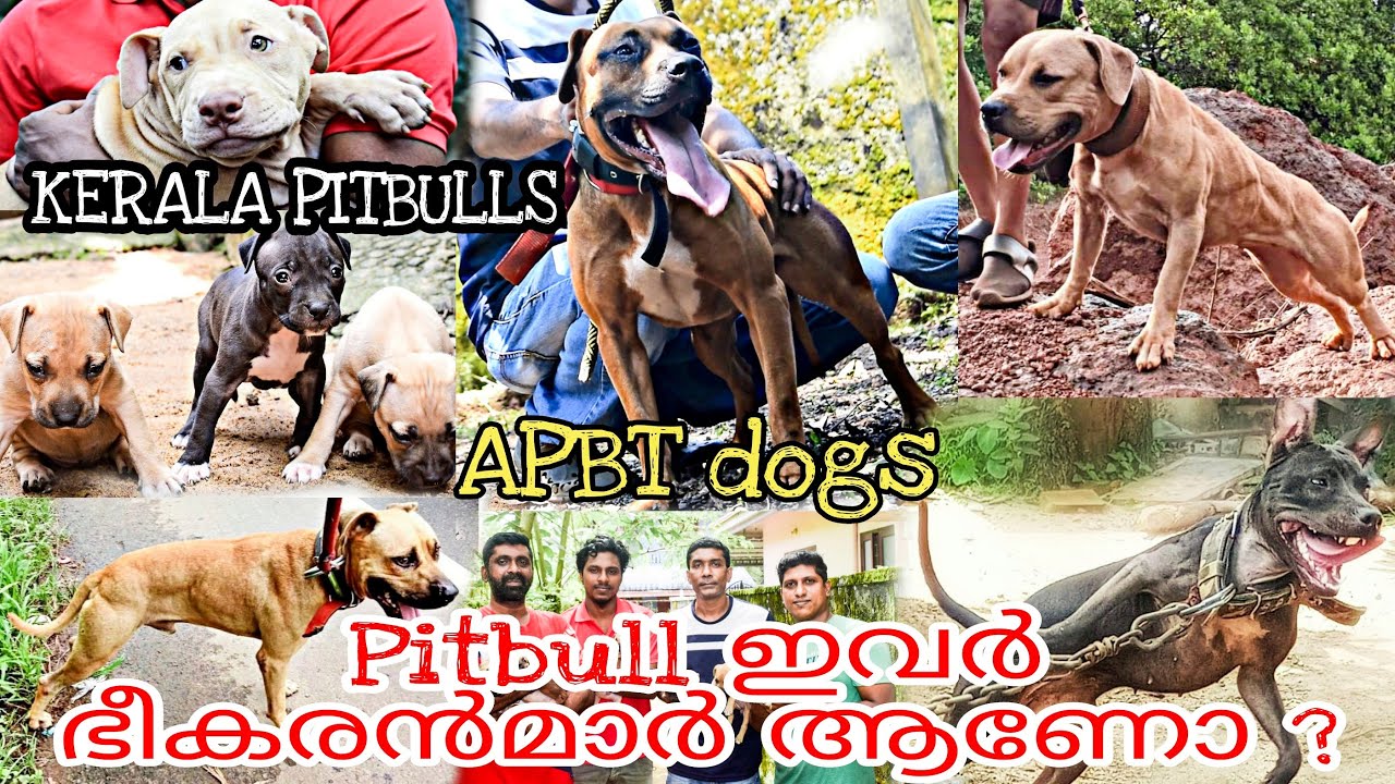American Pitbull Terrier || APBT Dogs || Kerala Pitbulls || pitbull kennel kerala ||Dog Farming
