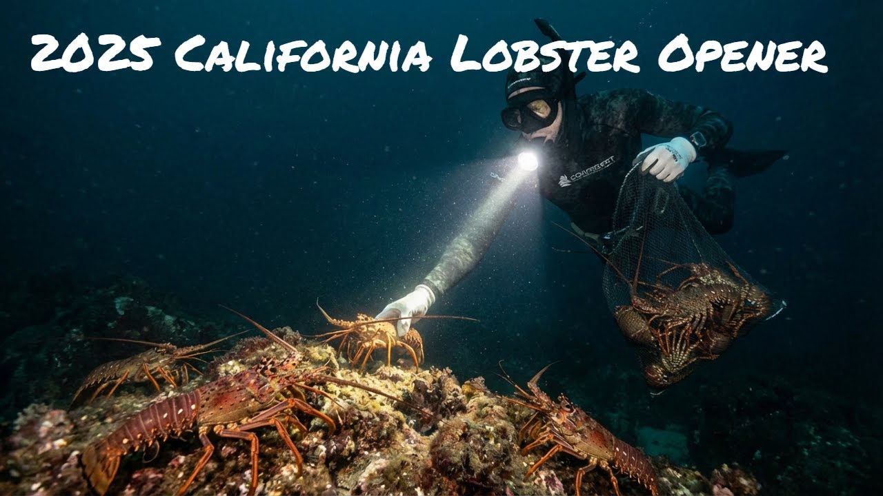 2025 California spiny lobster opener night diving. FULL LIMIT!