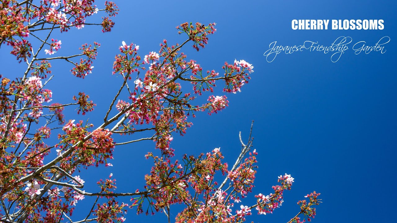 Japanese Friendship Garden San Diego Cherry Blossoms