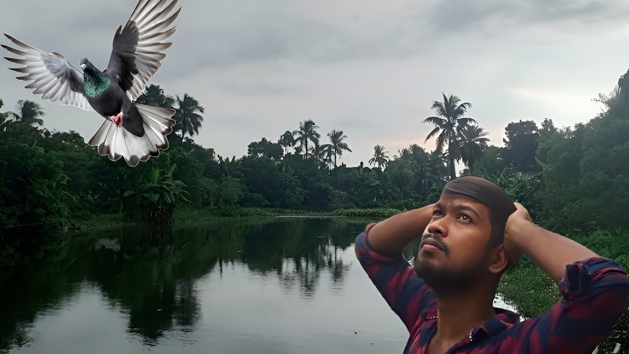 আমার একটা বাচ্চা পায়রা উড়ে পালিয়ে গেলো |Rishis pigeons| pigeon lover