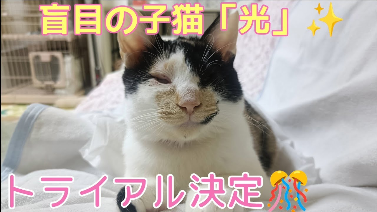 【盲目の子猫】病状とトライアルについて