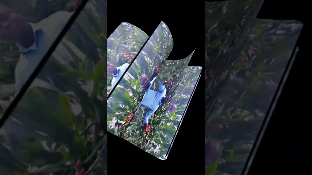 GROW SMARTER IN MAIZE PRODUCTION AGRICULTURE LOVERS || STEP WITH US FOR DAILY AGRICULTURE TIPS 