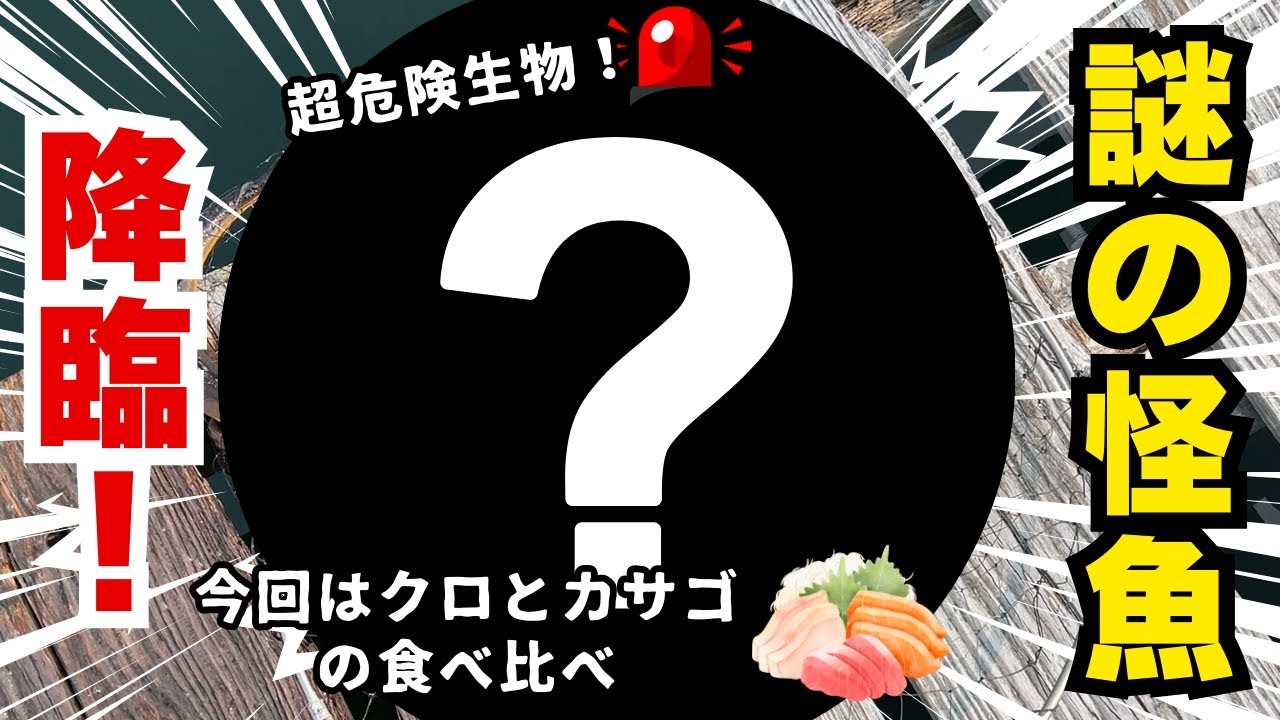 【ダゴチン】【泳がせ】へたくそ丸が初めての筏で怪魚を釣り上げた結果