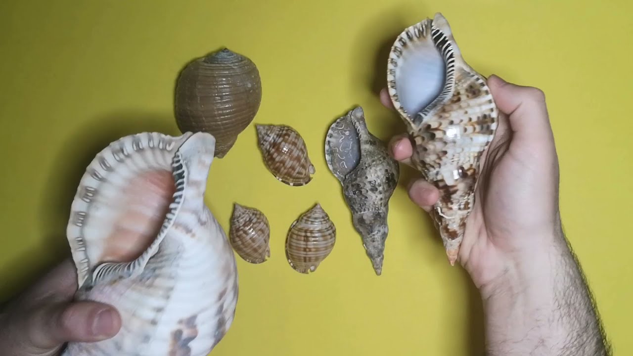 Datçadan çıkan deniz kabukları