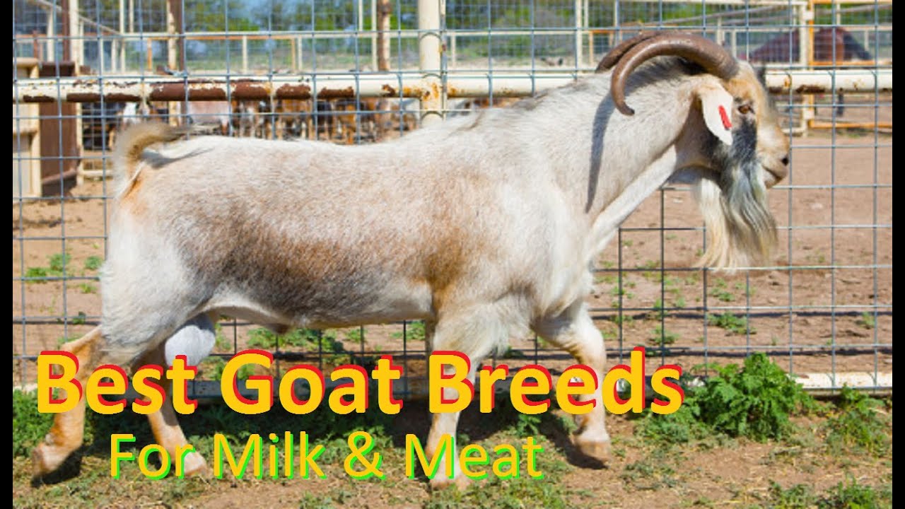 10 Best Goat Breeds In World | Best Dual Purpose Goat Breeds |