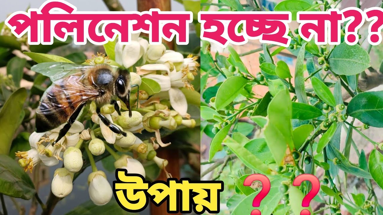 পলি নেশন না হয়ে লেবু ফুল ঝরে যাচ্ছে??? এই পদ্ধতি ব্যবহার করুন একবার😊😊