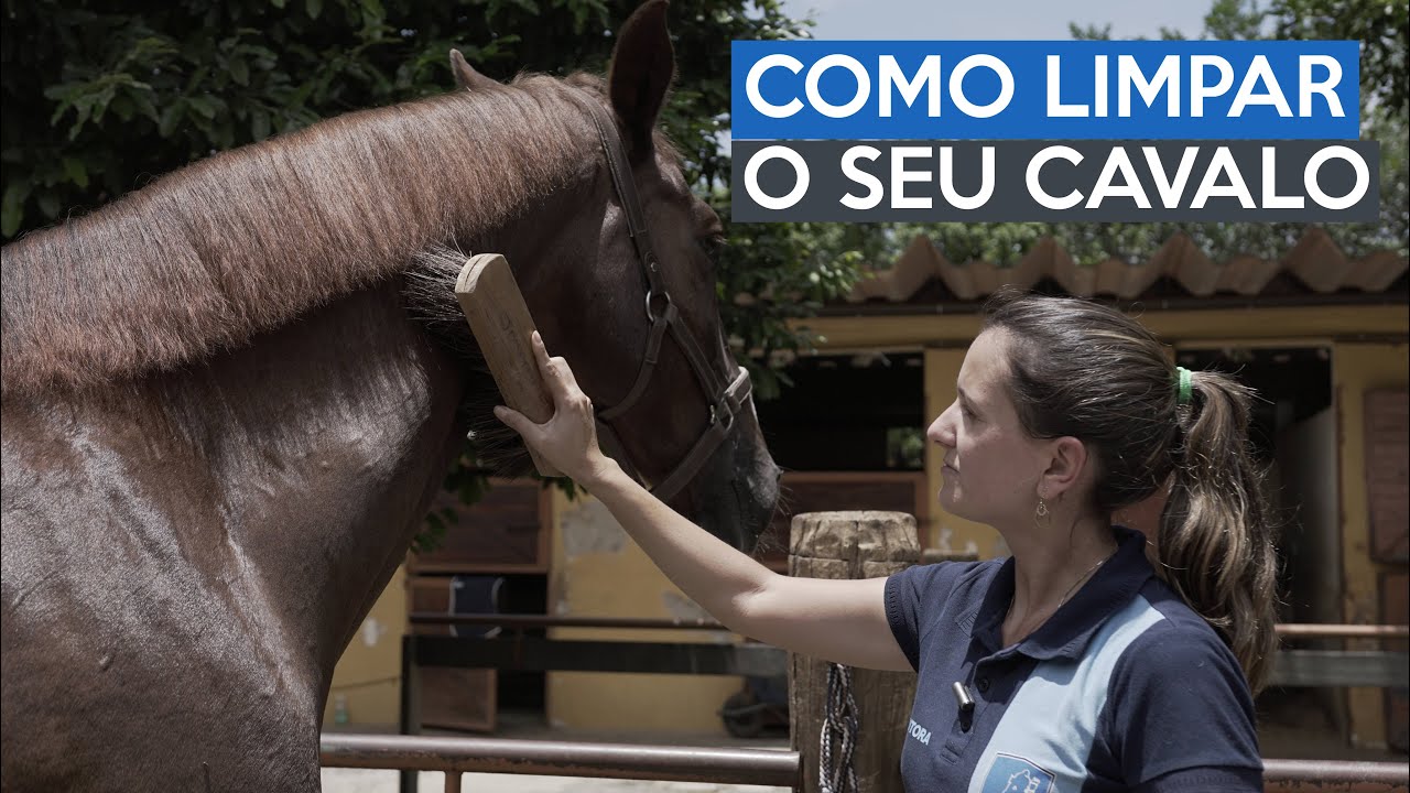 Aula Equestre - Como Limpar o seu cavalo