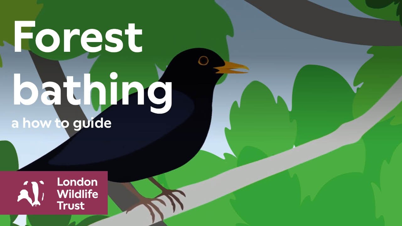 Forest Bathing - How to Guide