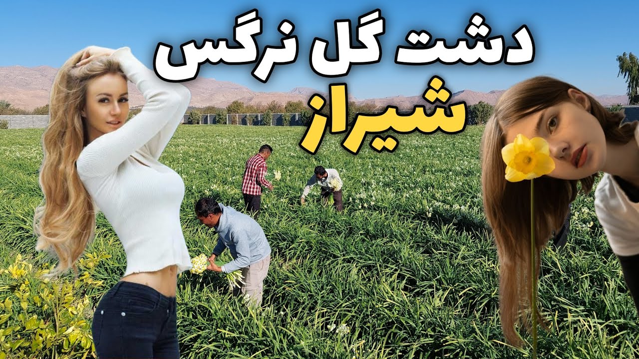 Flower Field (Daffodils) in Iran, Fars Province, Shiraz, Khafr