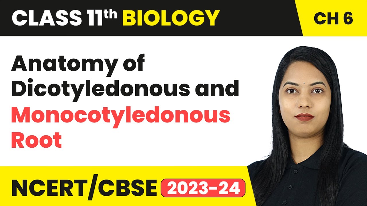 Anatomy of Dicotyledonous & Monocotyledonous Root - Anatomy of Flowering Plants | Class11th Biology