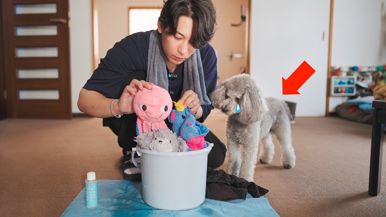 🐶犬のお気に入りおもちゃ達を洗濯したら、、、健気すぎる姿に😢