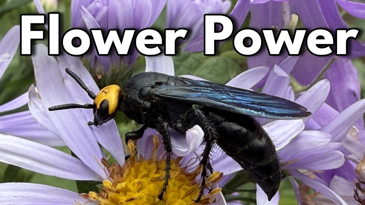 Flower Power - Hairy Flower Wasps