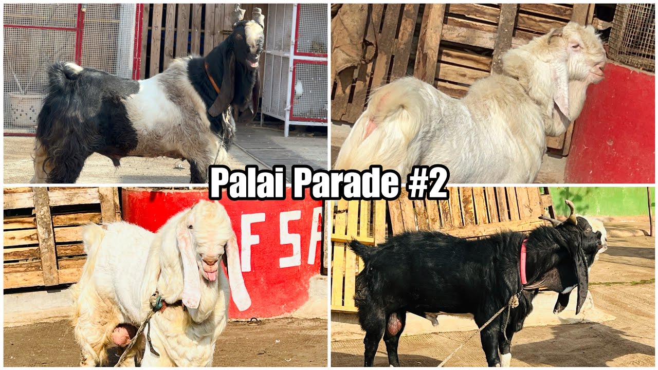 JD Goat Farm Palai Parade # 2 | Andul Goats