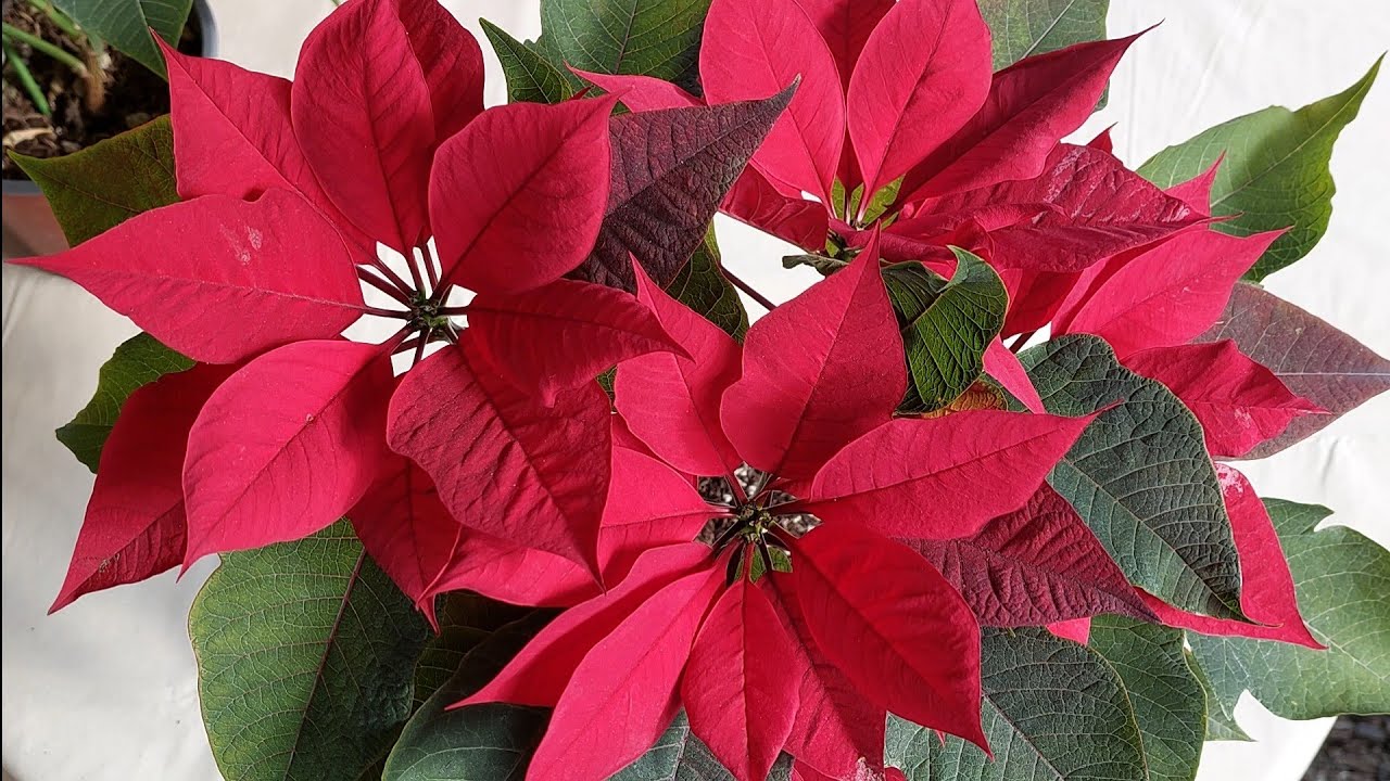 Poinsettia. Flor de noche buena, pastora. Transplante y abonado. 🎄🍁🌲🌷