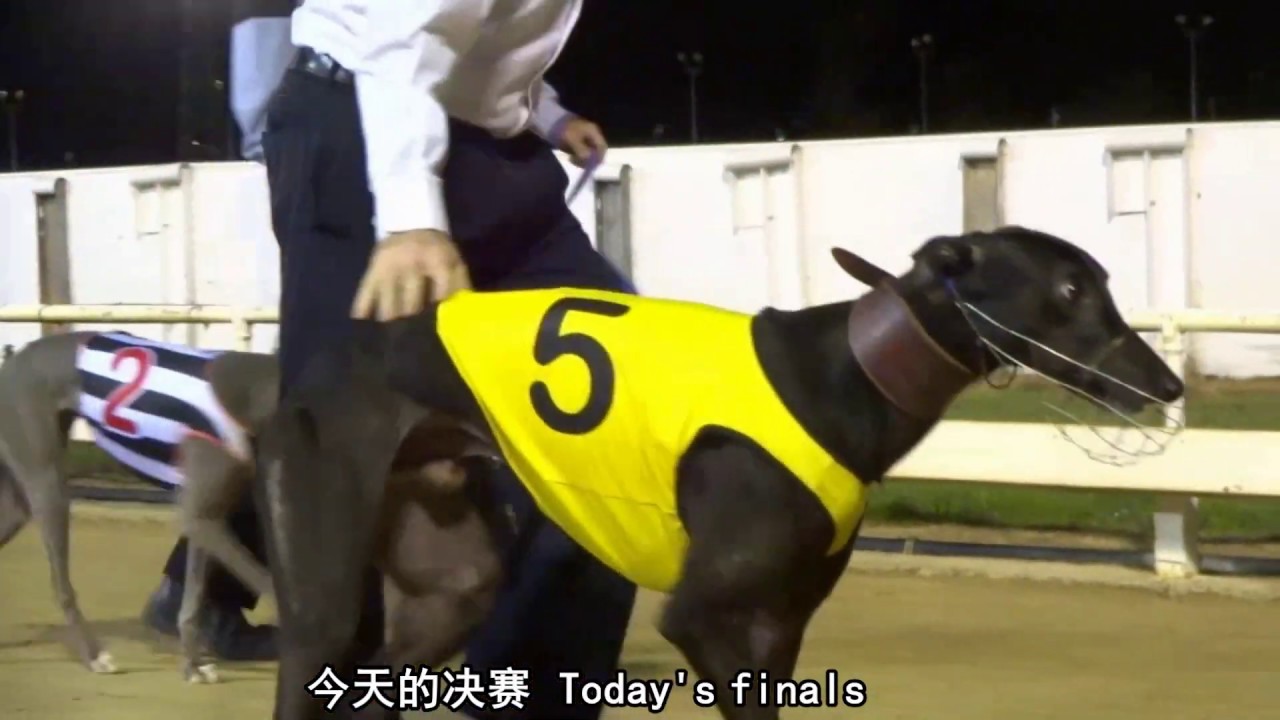Queensland Townsville Greyhound competition. 昆士兰 Townsvill 格力犬比赛（上）